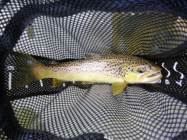 DSC01278.jpg - Then the trout started to hit.                               