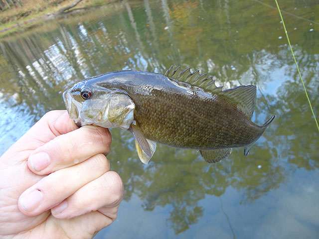 DSC01282.jpg - I started catching anything but Trout.                               