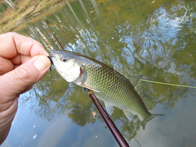 DSC01283.jpg -                                Then this imposter jumped on my hook!