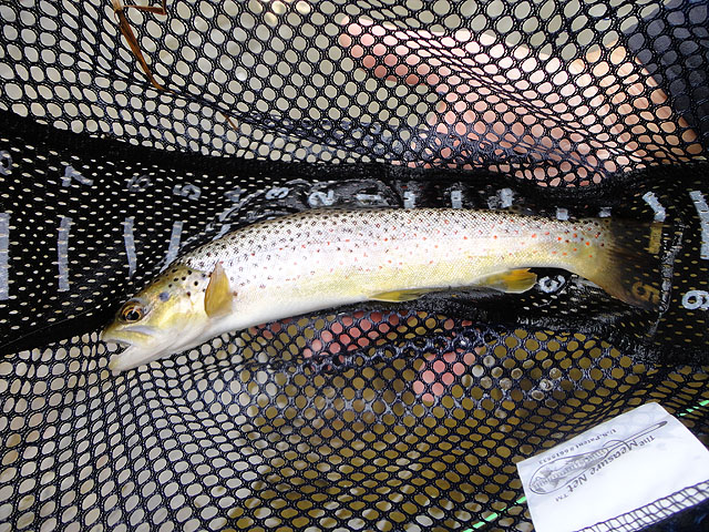 DSC01289.jpg - And Gary hit this one on a Prince.                               