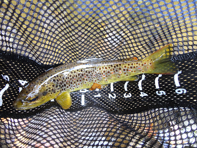 DSC01294.jpg -                   Wind pushed us to Big Poe Creek where I got this brown.             