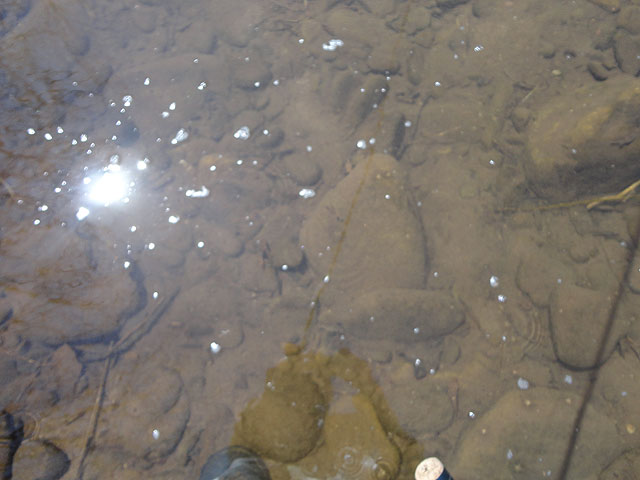 DSC00666.jpg -                                Tried to get a pic of the large caddis cases on the bottom of Little Pine.