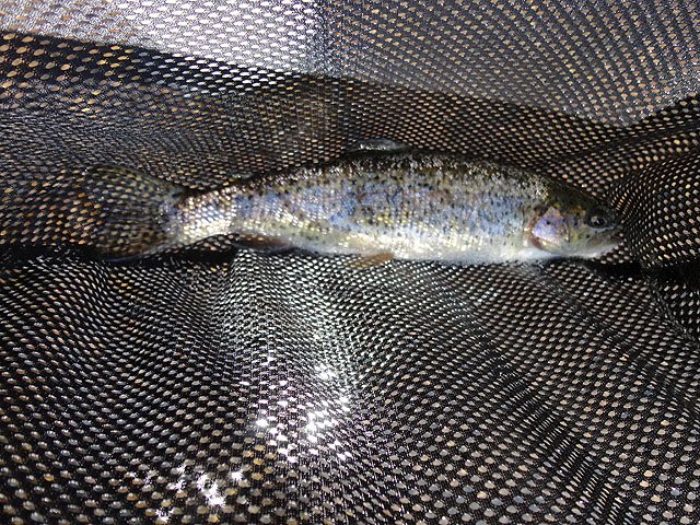 DSC00669.jpg -                                Caught almost all rainbows.