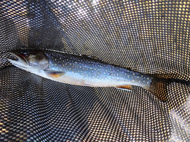 DSC00670.jpg -                                But there were a few beautiful Brookies too.