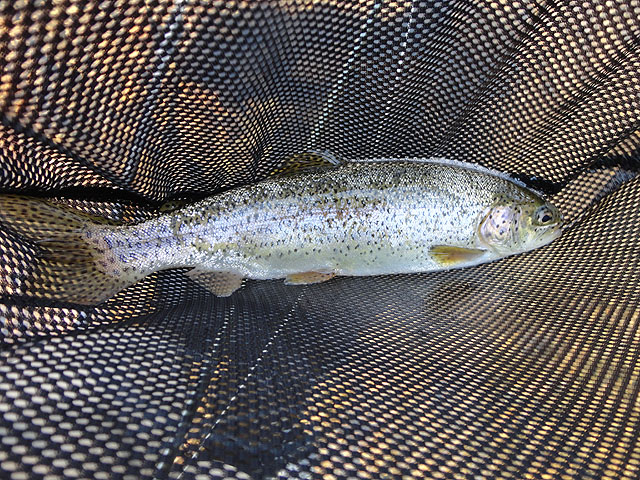 DSC00673.jpg -                                Another bow