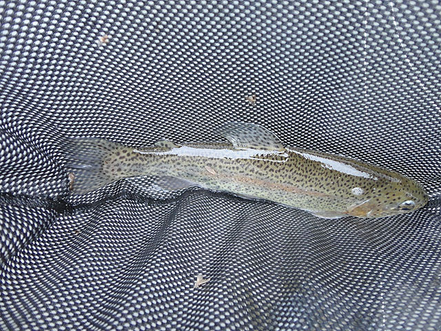 DSC00684.jpg -                                And the fish started coming.