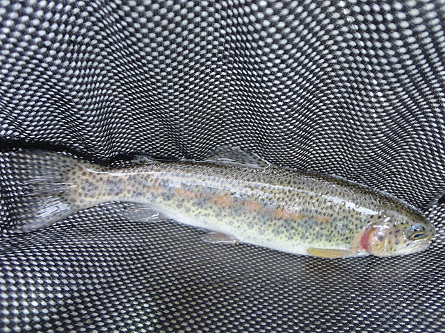 DSC00687.jpg -                                All stocked trout but still a lot of fun.