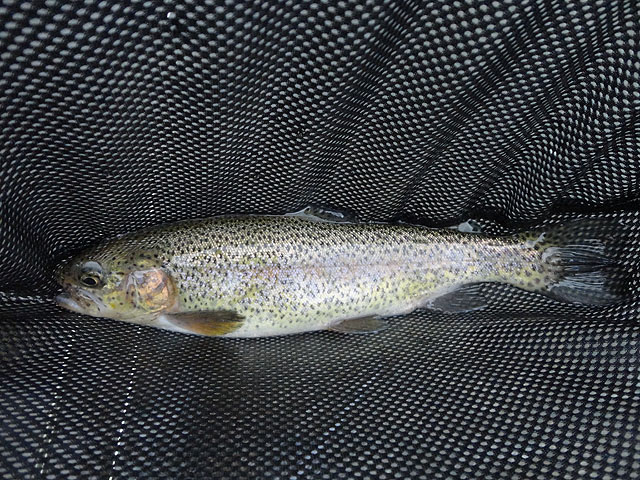 DSC00688.jpg - Rainbow 1                               