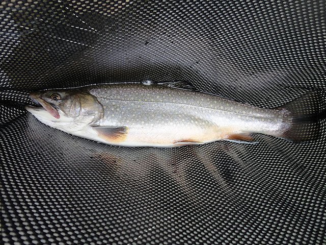 DSC00708.jpg -                                I got a really fat Brookie. 