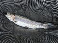 DSC00697