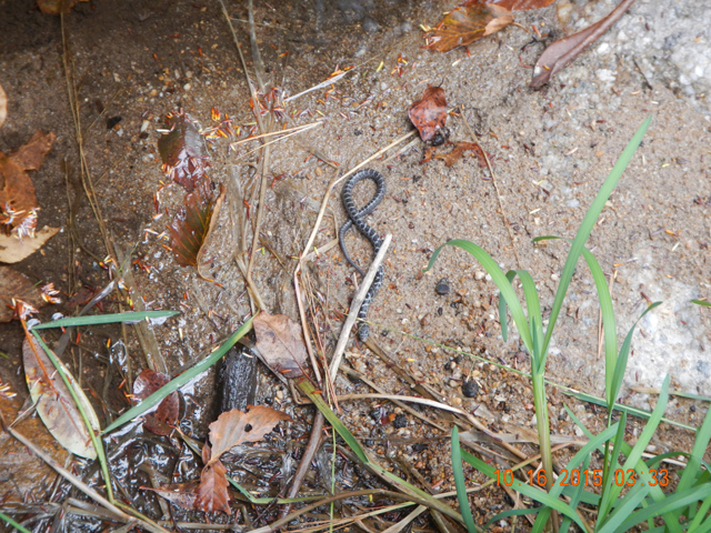 DSCN1564.jpg -                                