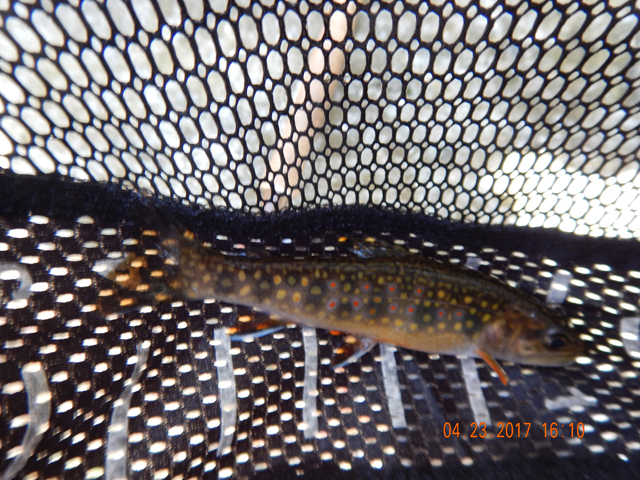 DSCN1904.jpg -   None of these fish are large but what they lack in size, they more than make up for in beauty.                             