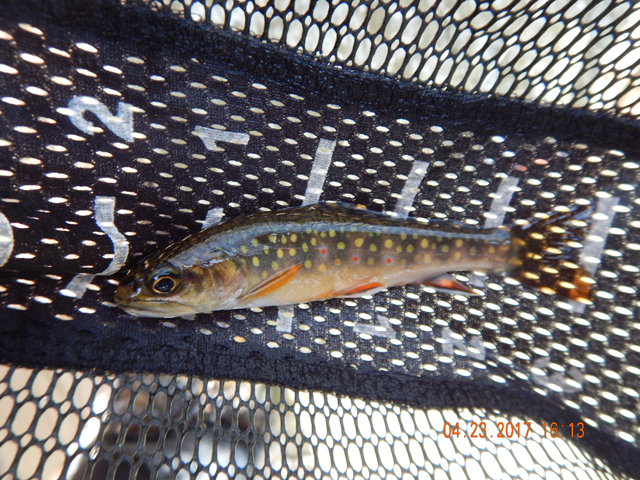 DSCN1906.jpg - The yellow and red spots were amazing.                               
