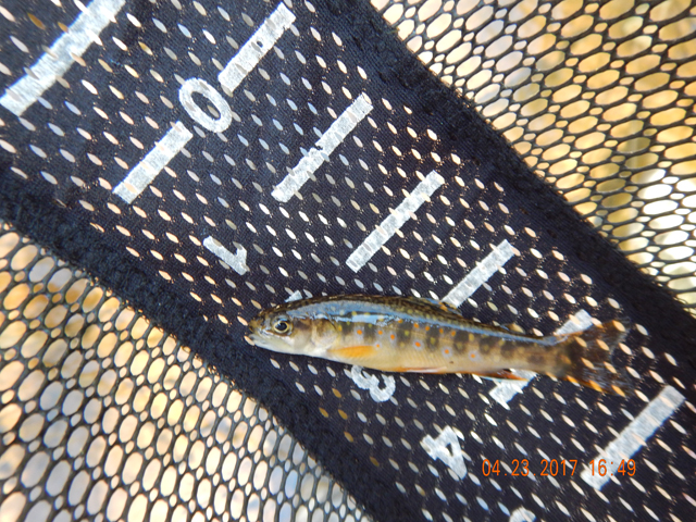 DSCN1914.jpg - At this point I think I was fishing in the nursery.                               