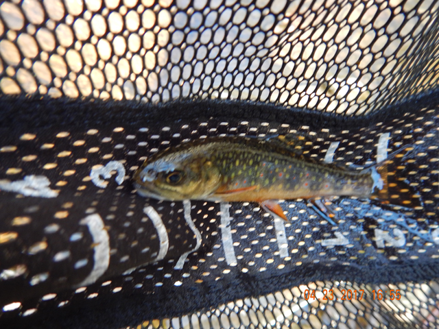 DSCN1919.jpg - Doesn't look it but this one was an honest 5 incher.                               