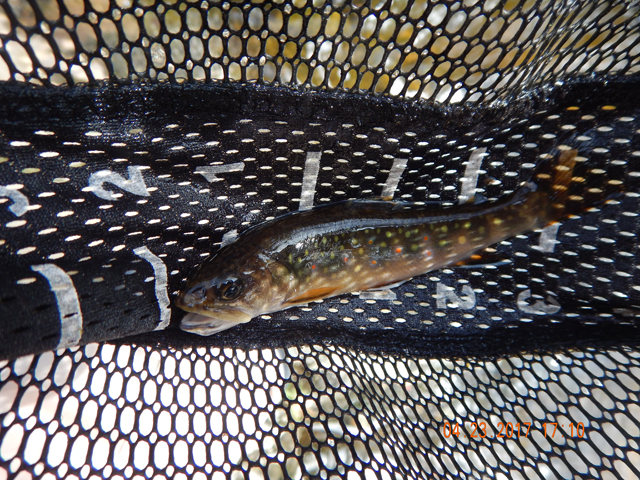 DSCN1923.jpg - Wish I could get better pics of the fish.  They were much better looking in person.                               