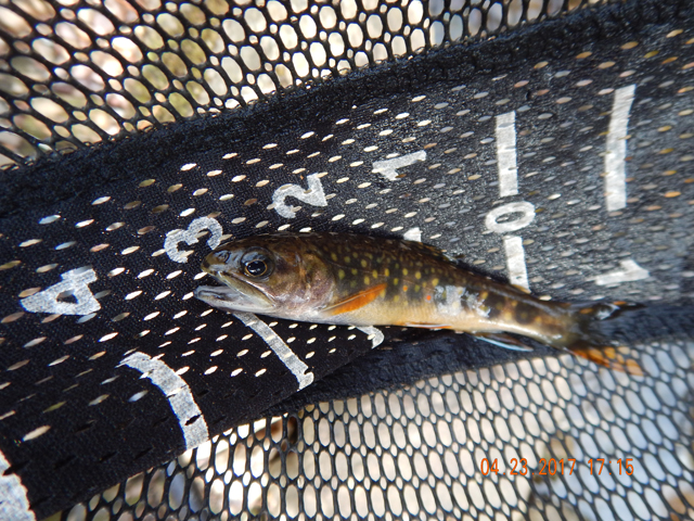 DSCN1925.jpg -       Another 4 incher.                         