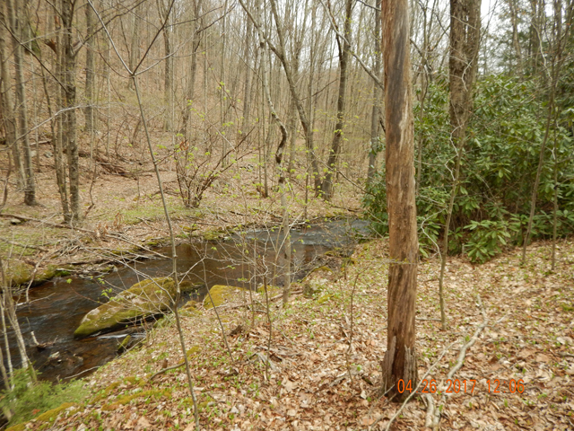 DSCN1935.jpg - It wasn't all this open but this area sure looked nice.                               
