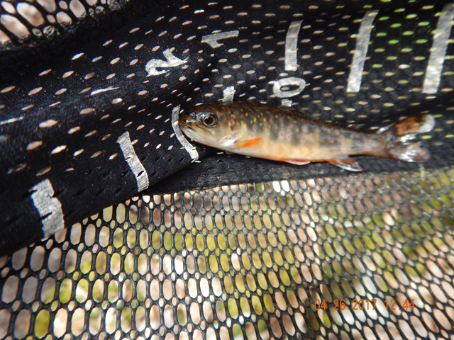 DSCN1939.jpg - Thinking I'd be fishing the Lehigh, I brought a 5 wt.  Felt like a war club fishing for these little guys.                               