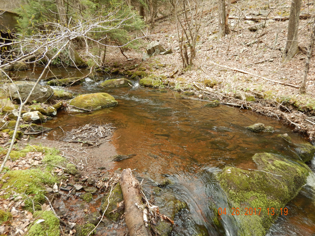DSCN1943.jpg - Then it started to get a little close for casting a 9 ft rod.                               