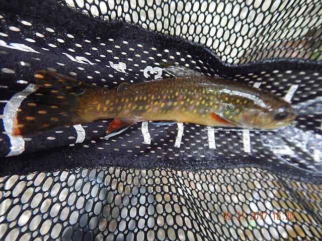 DSCN2065.jpg -                                Then, I hit another.  They weren't jumping on the hook but they could be caught with persistence.
