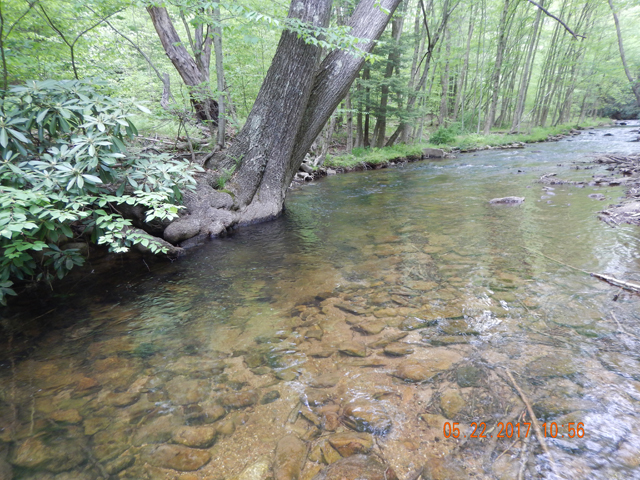 DSCN2072.jpg -                                He was living under the tree at the far stream side.  Perfect home for a trout.