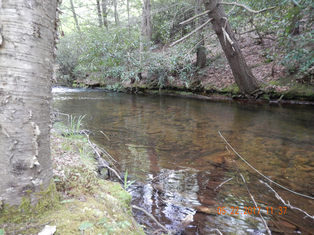 DSCN2075.jpg -                                Another picture of the stream.