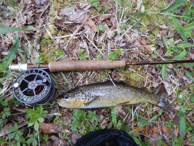 DSCN2083.jpg -                                Then I got this brown.  Clearly the biggest fish of the week.  He hit a dry with out hesitation.  I think he set the hook himself.