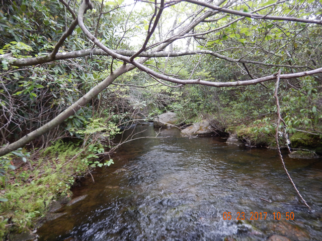 DSCN2091.jpg -                                This is what it turned into.  No place on stream side to walk and no place in the stream to cast.