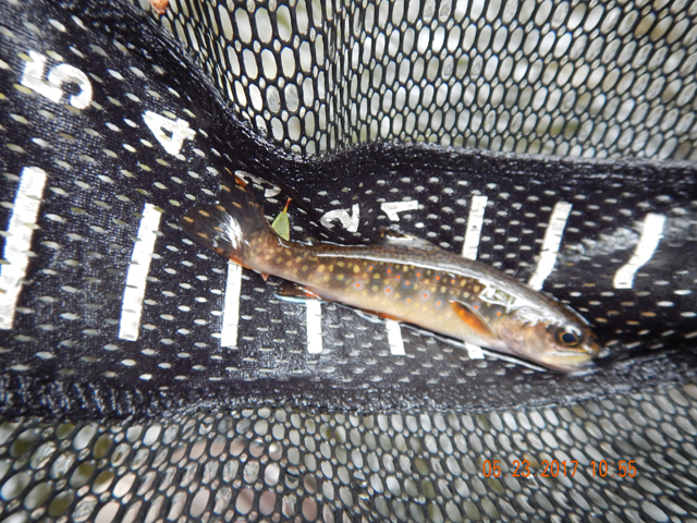 DSCN2092.jpg -                                I got this little one letting the fly float down stream.  Missed a bunch using this method.  Couldn't set the hook for all the overhanging bushes.