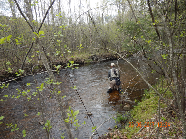 DSCN1966.jpg -                                Hayes/Black Creek.  Flows higher than I remember from past visits but this is still a pretty stream.