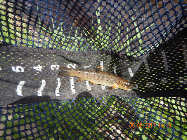 DSCN1969.jpg -                                Still, we did get a few.  All on dry flies.