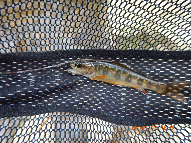 DSCN1975.jpg -                                A fish here and there kept me more than satisfied