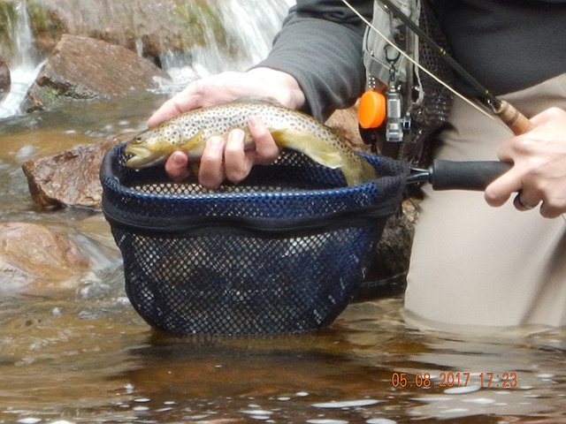 DSCN1981.jpg -                                Closer pic of the same fish.  Telephoto lens on the camera leaves a little to be desired.