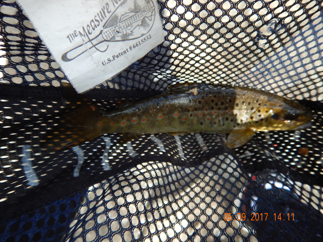 DSCN1999.jpg -                                I did manage to get one fish on a wooly bugger.