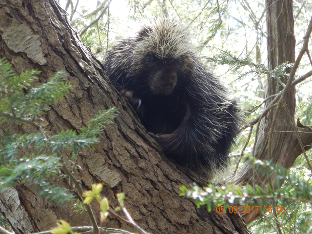 DSCN2004.jpg -                                Mr Porkypine.  Didn't seem to mind us taking pictures.