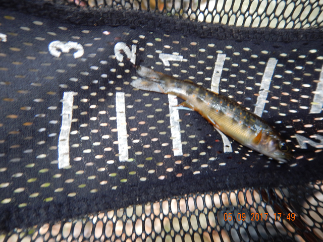 DSCN2008.jpg - This 3 incher came from that location.                               