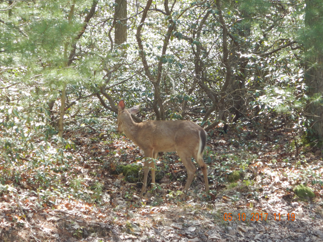 DSCN2028.jpg -                                And these creatures were around too! They didn't seem to mind us being there at all.