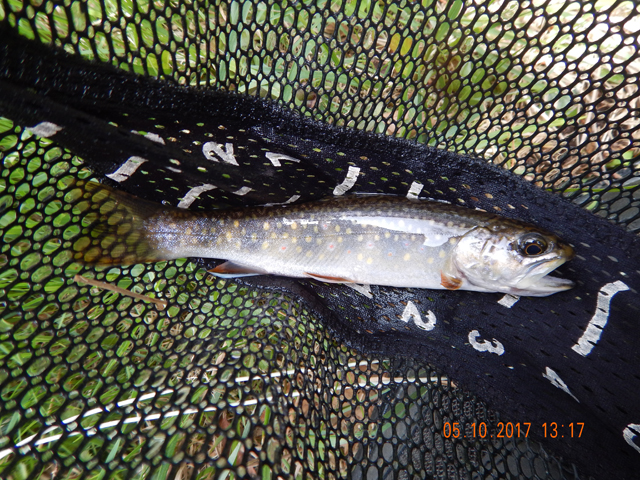 DSCN2031.jpg -                                While all natives in this part of the stream, they seem to be bigger that in the upper Hickory.