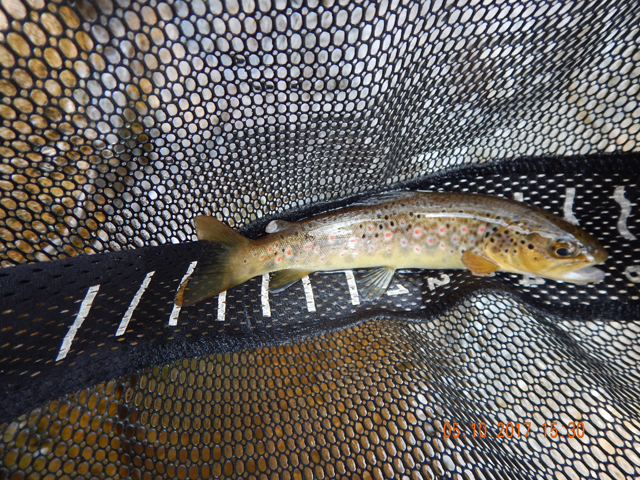 DSCN2036.jpg -                                Took this healthy 10 incher from the lower section.
