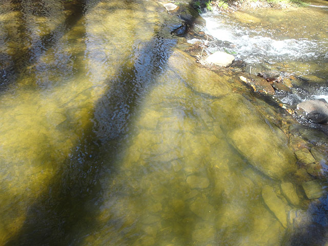 DSC01479.jpg -                                Trout (stocked) in Big Poe in the Park
