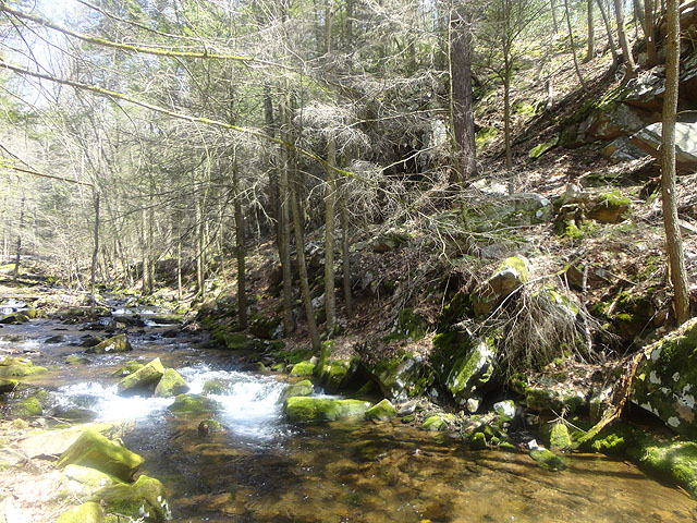 DSC01491.jpg -                                Another scenic shot of the stream.