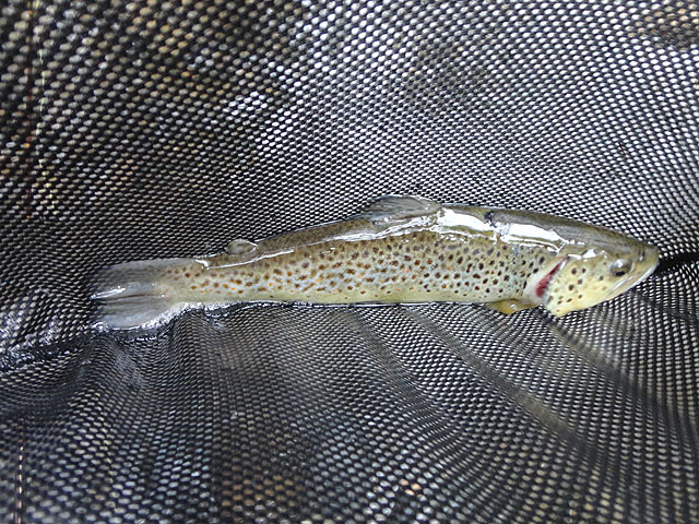 DSC00718.jpg - I did get one stocked trout in Big Poe Creek.  Also missed a couple more.                               