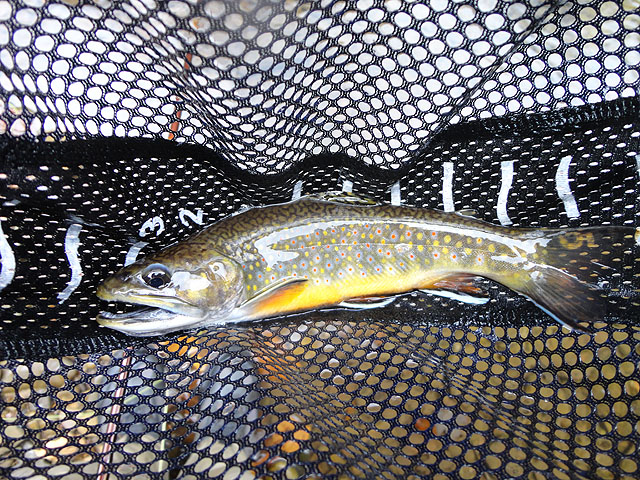 DSC01303.jpg -                                Another beauty from Young Womans Creek
