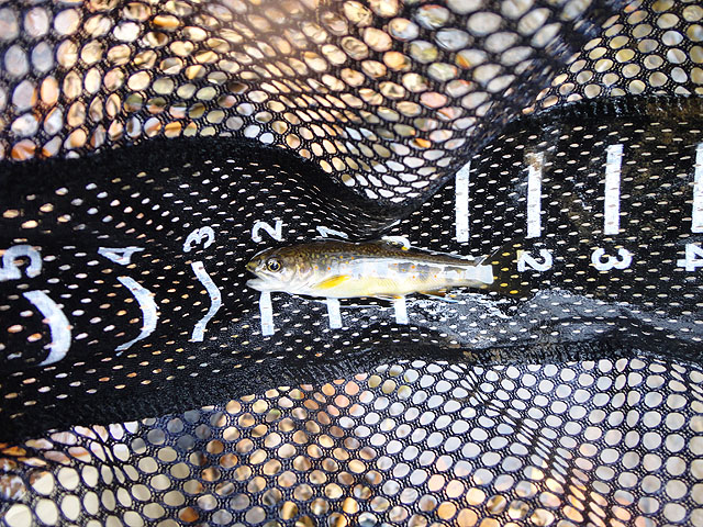 DSC01305.jpg - Young Womans had some stream bred trout as well.                               