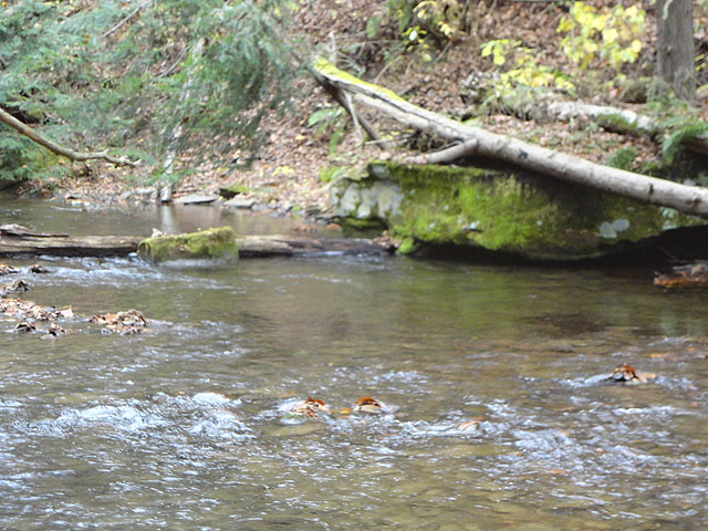 DSC01307.jpg - Young Womans Creek has some beautiful scenery too!                               