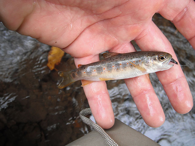 DSCF0267.jpg