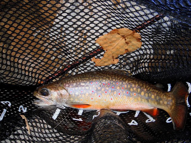 DSCF0275.jpg