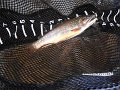DSCF0271