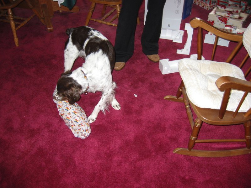 04xmas002.JPG - Remy at Christmas...he got presents too!